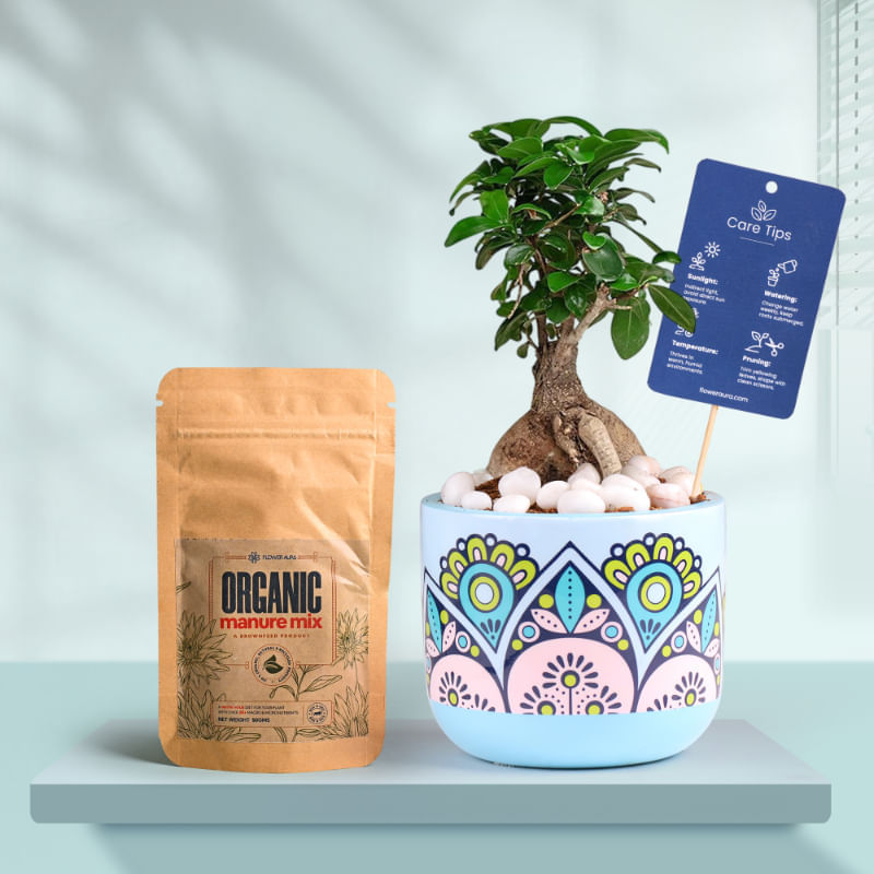 Ficus Bonsai In Rangoli Charm Terracotta Planter With Manure