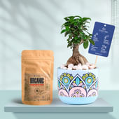 Ficus Bonsai In Rangoli Charm Terracotta Planter With Manure