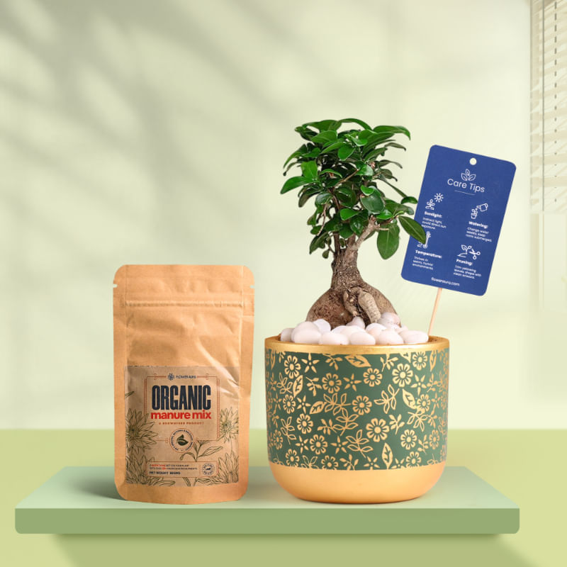 Ficus Bonsai In Golden Flora Terracotta Pot With Manure