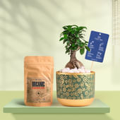 Ficus Bonsai In Golden Flora Terracotta Pot With Manure
