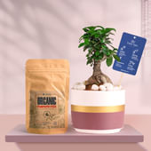 Ficus Bonsai In Maroon Mist Terracotta Pot With Manure