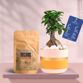 Ficus Bonsai In Pink Gold Flame Terracotta Pot With Manure