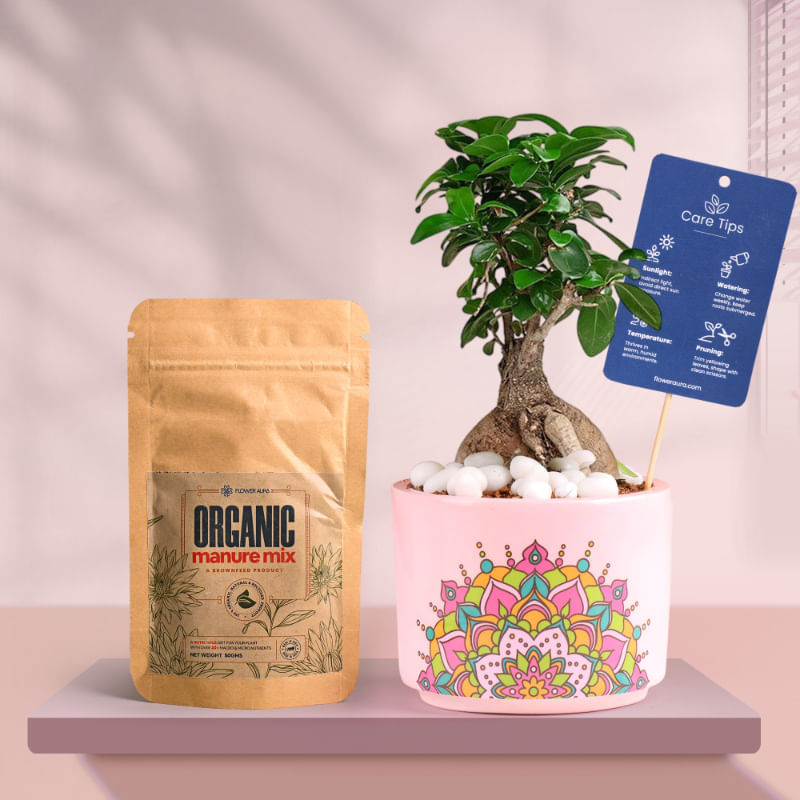 Ficus Bonsai In Pink Rangoli Terracotta Planter With Manure