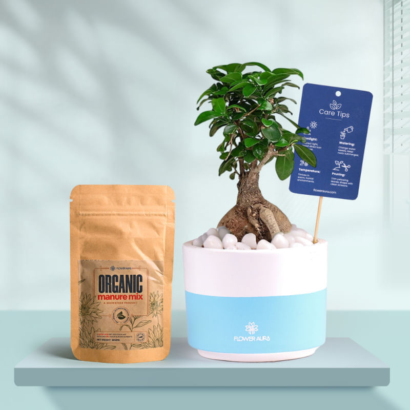 Ficus Bonsai In Bluedip Terracotta Pot With Manure