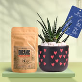 Haworthia In Heart Glow Terracotta Pot With Manure