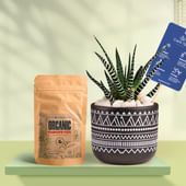Haworthia In Black Terracotta Pot With Tribal Print With Manure