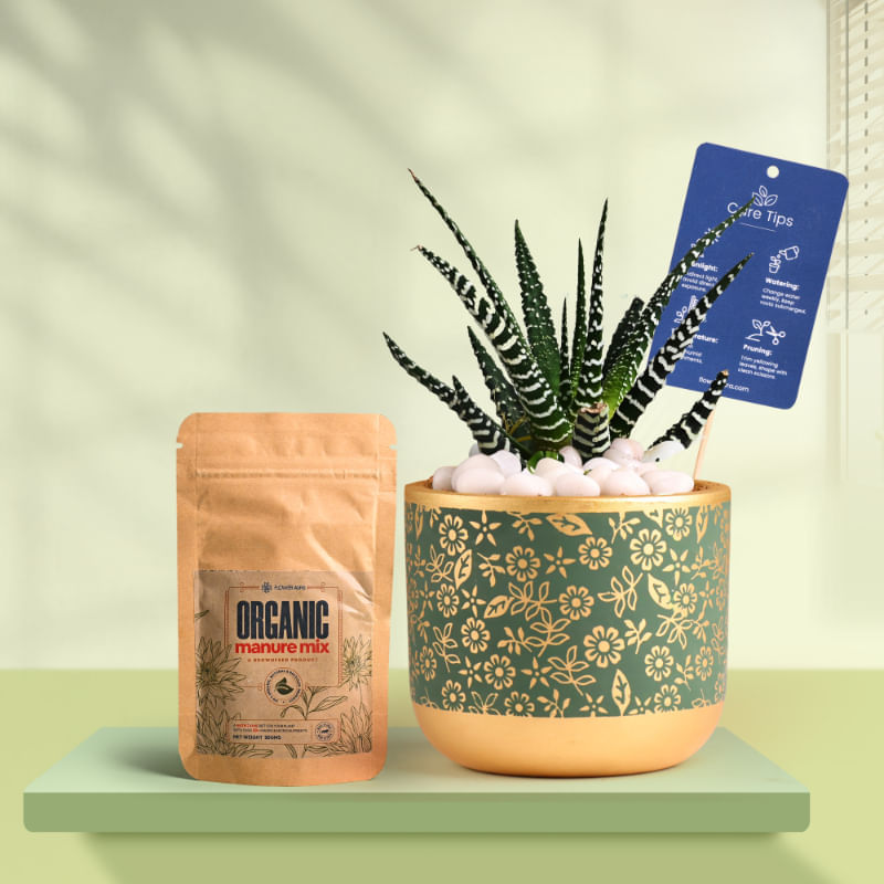 Haworthia In Golden Flora Terracotta Pot With Manure