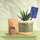 Haworthia In Golden Flora Terracotta Pot With Manure