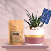 Haworthia In Maroon Mist Terracotta Pot With Manure