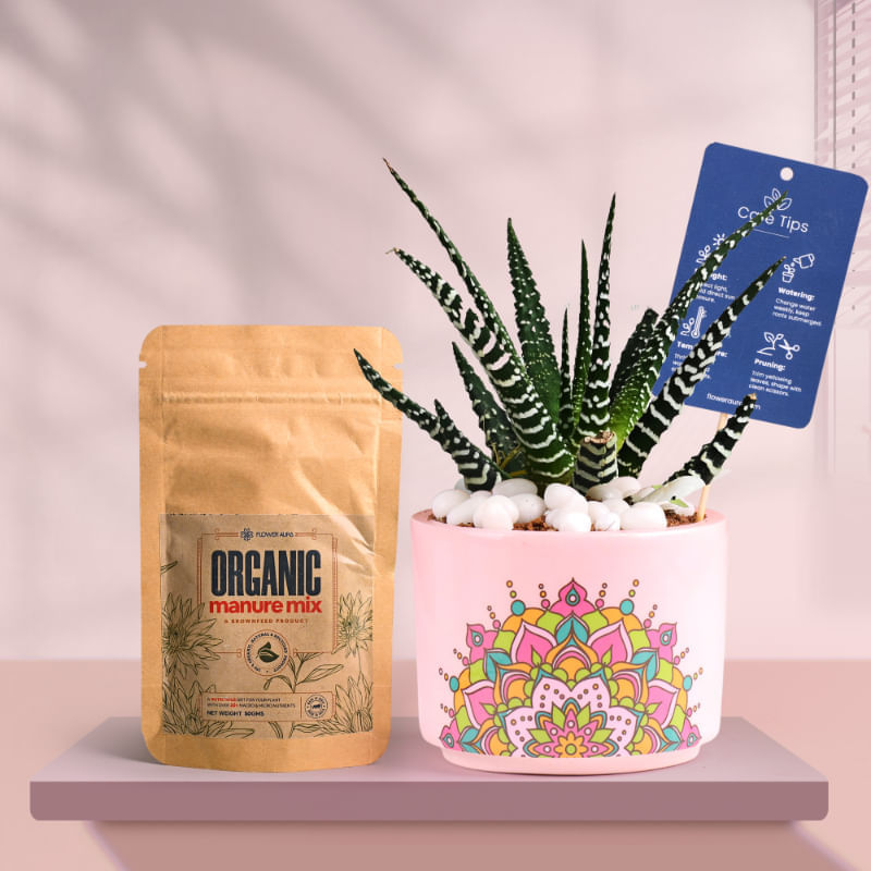 Haworthia In Pink Rangoli Terracotta Planter With Manure