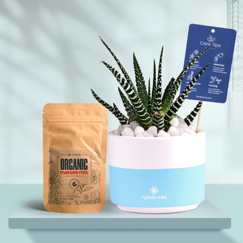 Haworthia In Bluedip Terracotta Pot With Manure