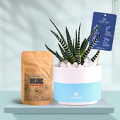 Haworthia In Bluedip Terracotta Pot With Manure