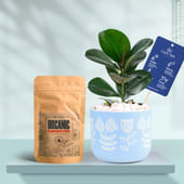 Rubber In Floral Sky Terracotta Planter With Manure