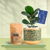 Rubber In Golden Flora Terracotta Pot With Manure