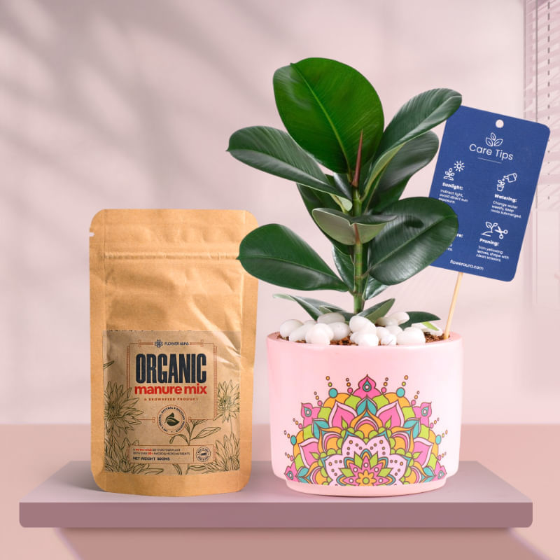 Rubber In Pink Rangoli Terracotta Planter With Manure