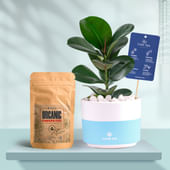 Rubber In Bluedip Terracotta Pot With Manure