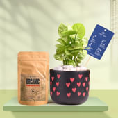 Syngonium In Heart Glow Terracotta Pot With Manure