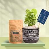 Syngonium In Black Terracotta Pot With Tribal Print With Manure
