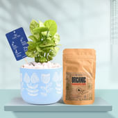 Syngonium In Floral Sky Terracotta Planter With Manure