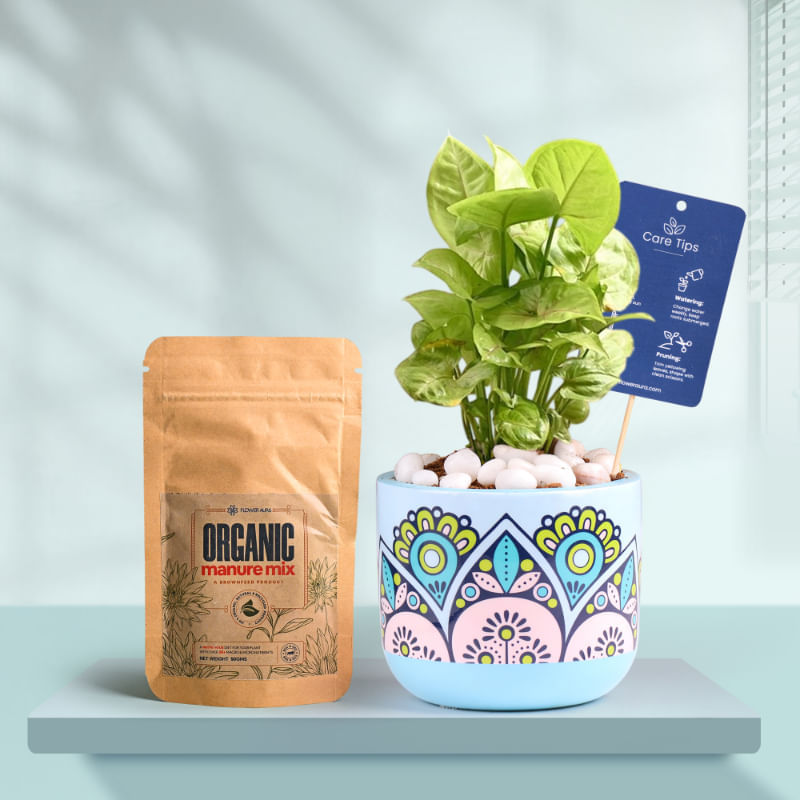 Syngonium In Rangoli Charm Terracotta Planter With Manure