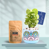 Syngonium In Rangoli Charm Terracotta Planter With Manure