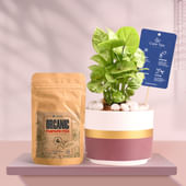 Syngonium In Maroon Mist Terracotta Pot With Manure