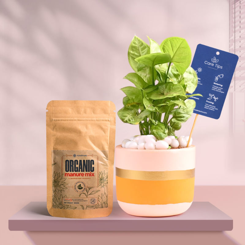 Syngonium In Pink Gold Flame Terracotta Pot With Manure