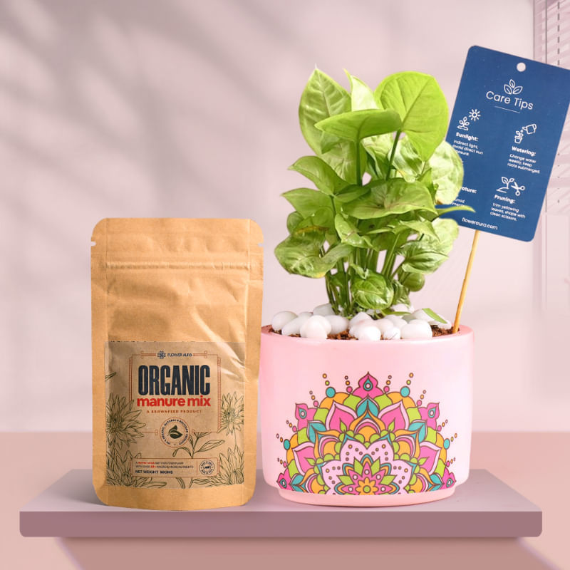 Syngonium In Pink Rangoli Terracotta Planter With Manure