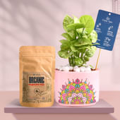 Syngonium In Pink Rangoli Terracotta Planter With Manure