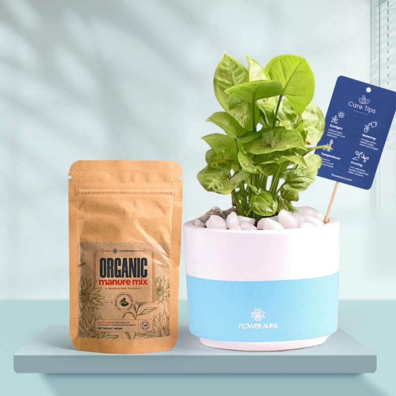 Syngonium In Bluedip Terracotta Pot With Manure