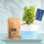 Syngonium In Bluedip Terracotta Pot With Manure