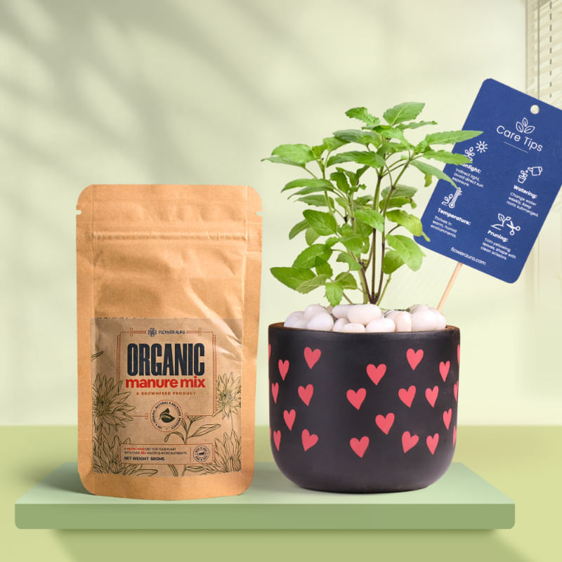 Tulsi In Heart Glow Terracotta Pot With Manure