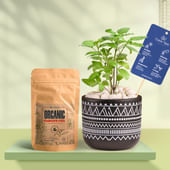 Tulsi In Black Terracotta Pot With Tribal Print With Manure