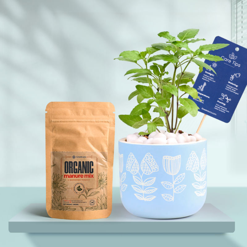 Tulsi In Floral Sky Terracotta Planter With Manure