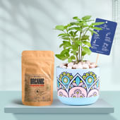 Tulsi In Rangoli Charm Terracotta Planter With Manure