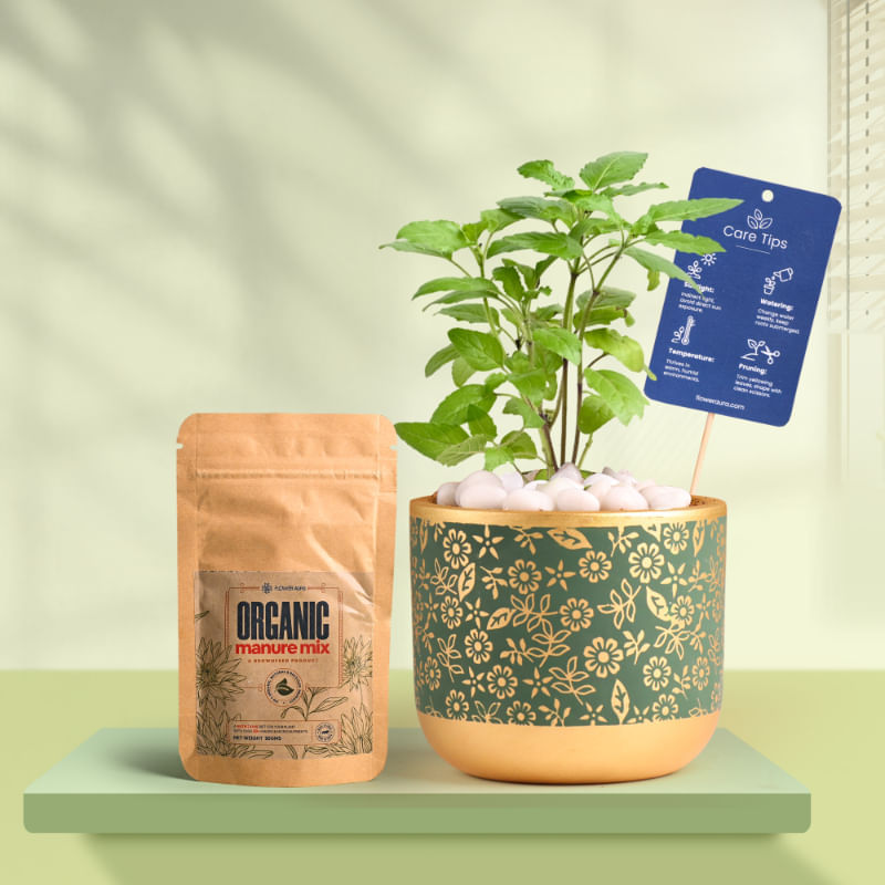 Tulsi In Golden Flora Terracotta Pot With Manure