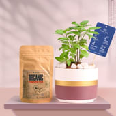 Tulsi In Maroon Mist Terracotta Pot With Manure