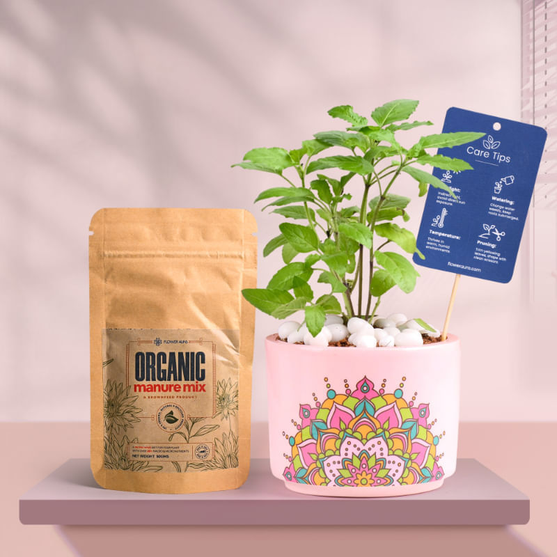 Tulsi In Pink Rangoli Terracotta Planter With Manure