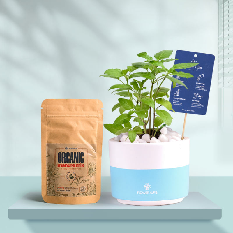 Tulsi In Bluedip Terracotta Pot With Manure