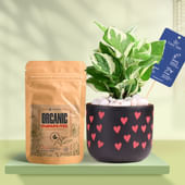 White Pothos In Heart Glow Terracotta Pot With Manure