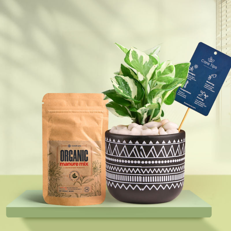 White Pothos In Black Terracotta Pot With Tribal Print With Manure