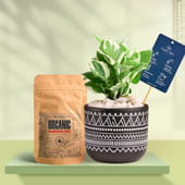 White Pothos In Black Terracotta Pot With Tribal Print With Manure