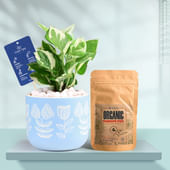White Pothos In Floral Sky Terracotta Planter With Manure