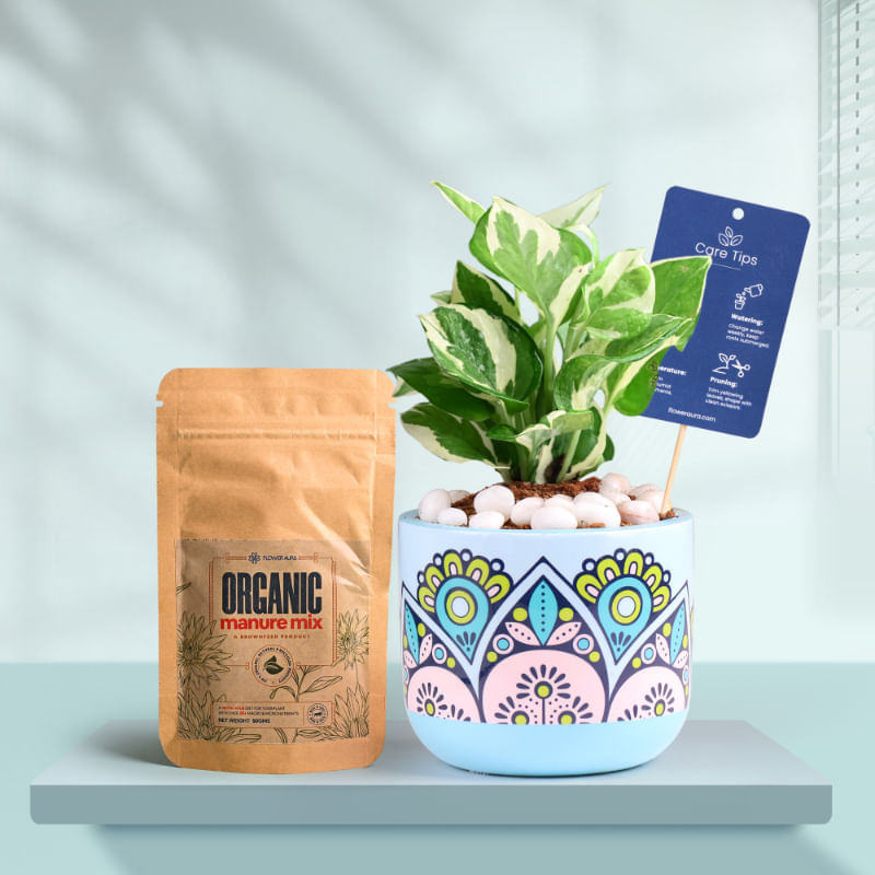 White Pothos In Rangoli Charm Terracotta Planter With Manure