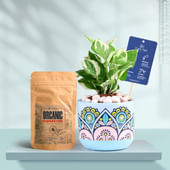White Pothos In Rangoli Charm Terracotta Planter With Manure