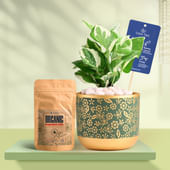 White Pothos In Golden Flora Terracotta Pot With Manure