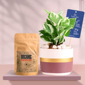 White Pothos In Maroon Mist Terracotta Pot With Manure