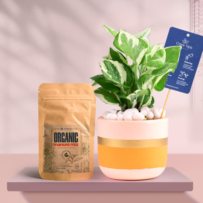 White Pothos In Pink Gold Flame Terracotta Pot With Manure