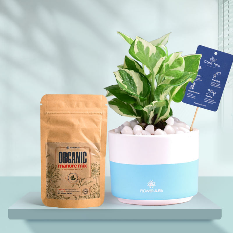 White Pothos In Bluedip Terracotta Pot With Manure