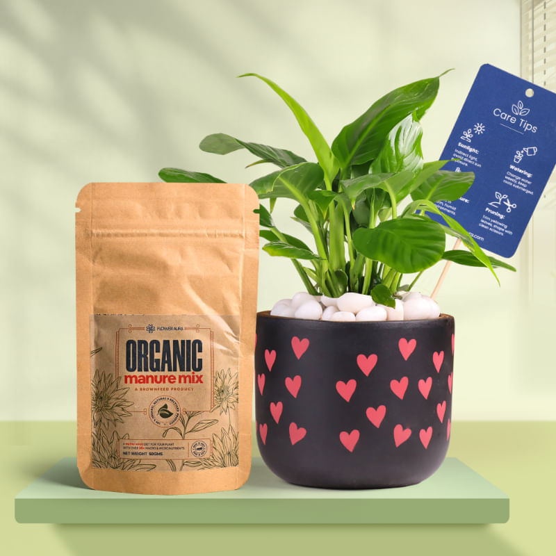 Peace Lily In Heart Glow Terracotta Pot With Manure